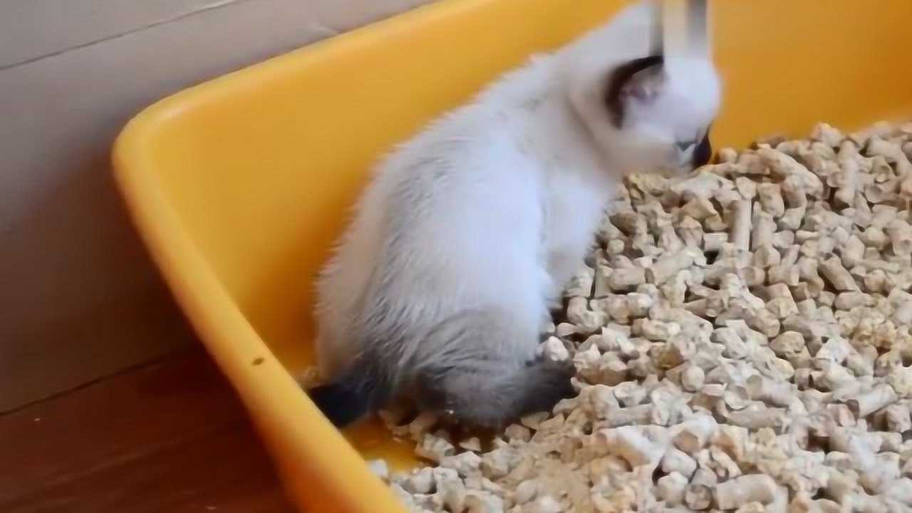 小奶猫在猫砂盆里，自己便便自己刨砂掩埋，真是太可爱了！腾讯视频 