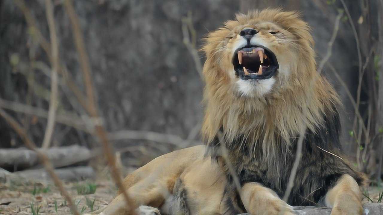 獅王大戰篡位者年輕雄獅遭趕出獅群雄獅逃不掉英雄遲暮的宿命