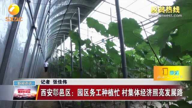 脱贫热线 西安鄠邑区:园区务工种植忙 村集体经济照亮发展路