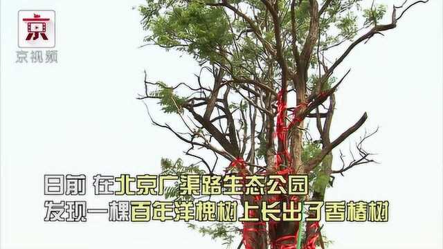 罕见!百年洋槐树上竟长出香椿树