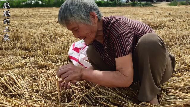 农村80多岁老奶奶,大中午还在地里拾麦穗,看着让人想哭