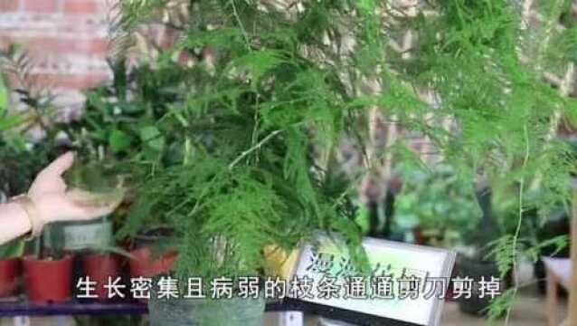 文竹扦插,学会这一招,枝条沾土就生根,呼呼冒小苗