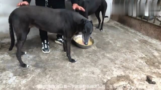 我们这边有名的纯种格力犬,现在是种狗,大家来欣赏下