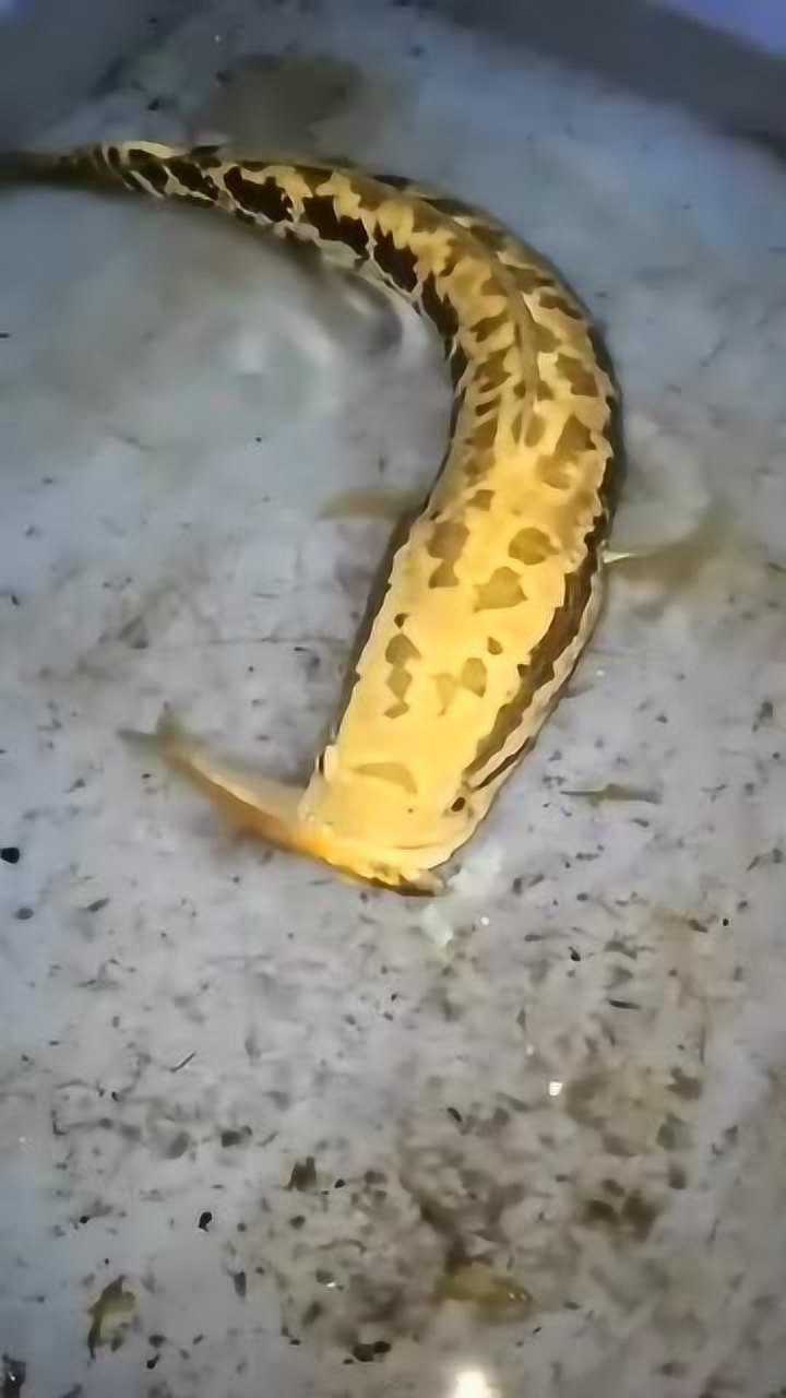 黄金大黑鱼最近吃馋了,竟然开始挑食了,竟然嫌弃喂得它不好!