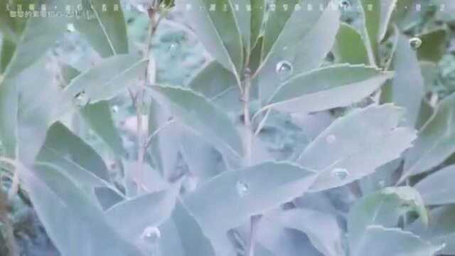 【天官赐福花怜润玉水仙】若花怜蝶(花怜同人曲)