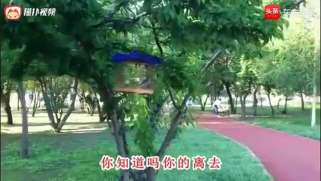 乐城一首伤感歌曲《美丽的遗憾》唱出相恋情人的无奈!