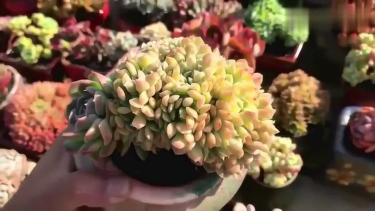 多肉植物鉴赏--雅典娜缀化