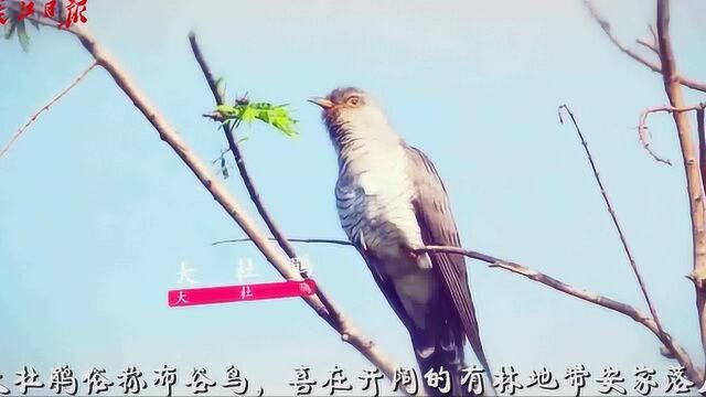 只要看见这些鸟儿在生儿育女,就知道武汉的夏天来了