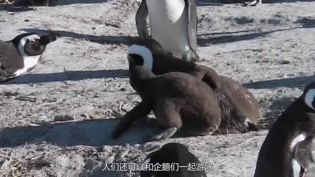 非洲也有企鹅?别以为企鹅只生活在南极了,非洲企鹅了解一下