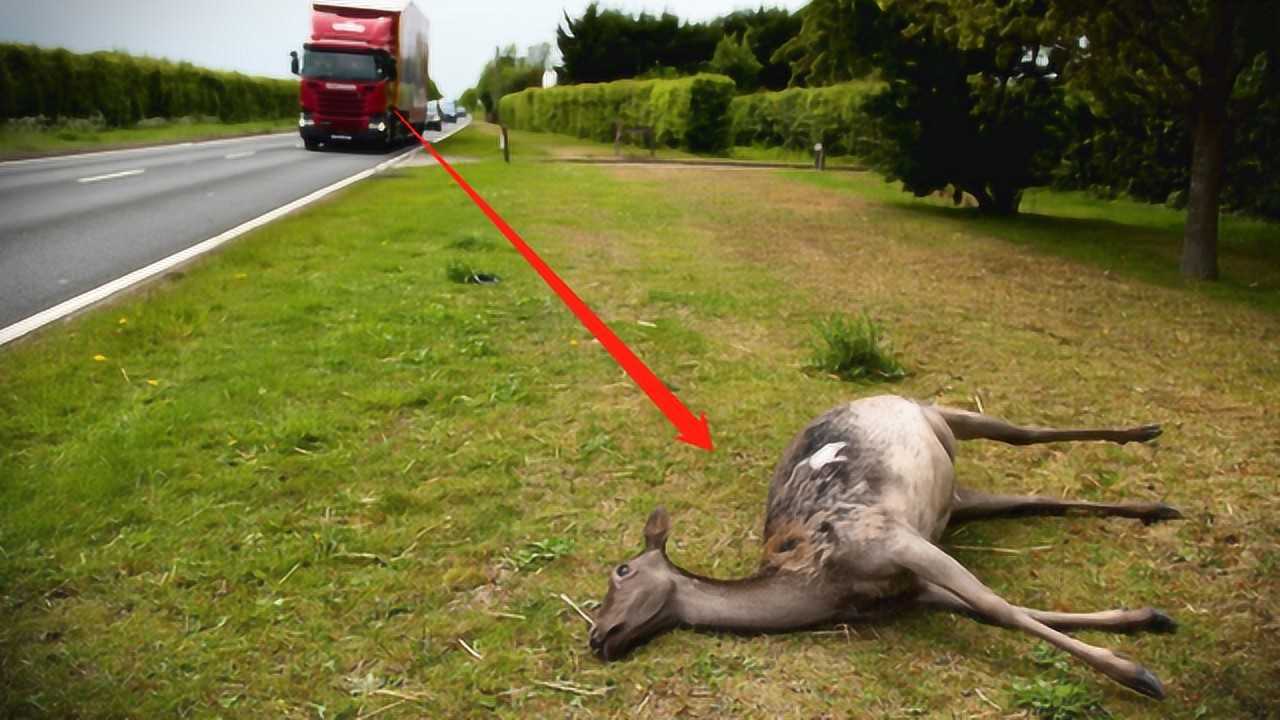 生化危机要来了?美国街头出现大量丧尸鹿,这次真不是恶搞!