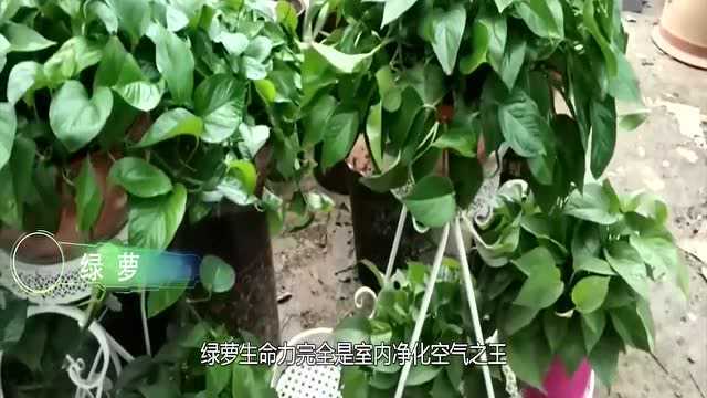 耐阴植物是什么你了解么