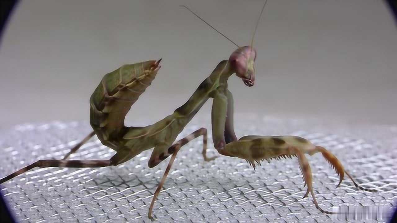会变换颜色的双盾螳螂好奇妙
