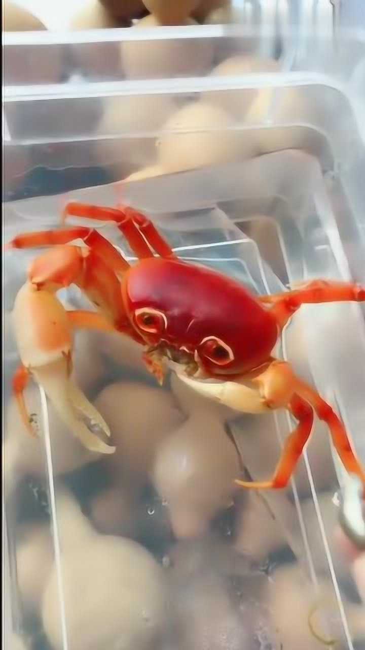 最"漂亮"的螃蟹,颜色鲜艳,晶莹剔透,我都舍不得吃了!