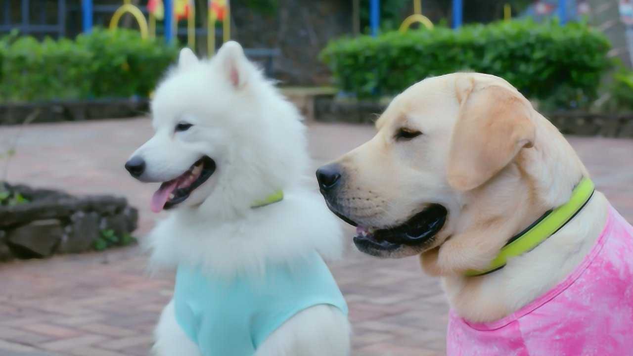 《神犬小七第三季》小七为了和小雪散步,赶走边慕,又撒娇又卖萌