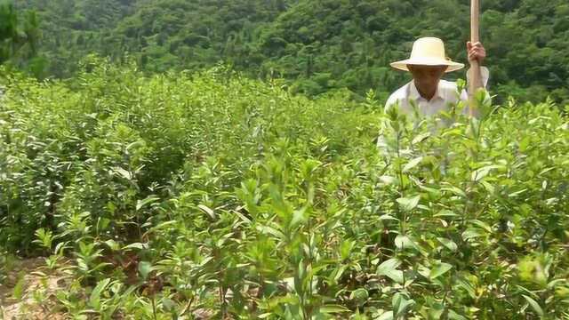 什么神奇药材?种植不难效益高,半分苍术卖千元!一亩效益近3万