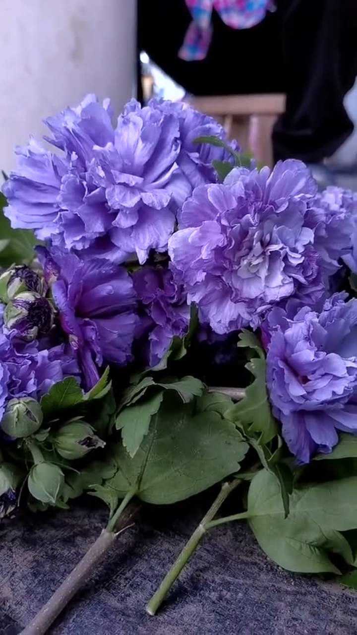 蓝莓冰沙木槿夏花,秋花颜色更深更漂亮.