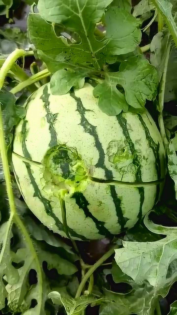 一场冰雹把西瓜都打烂了,果农损失大了