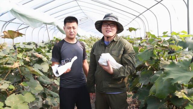 夏黑葡萄这样判成熟度?小阳分享这几点!保准挑出好吃的葡萄