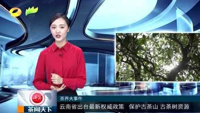 云南省出台最新权威政策 保护古茶树资源