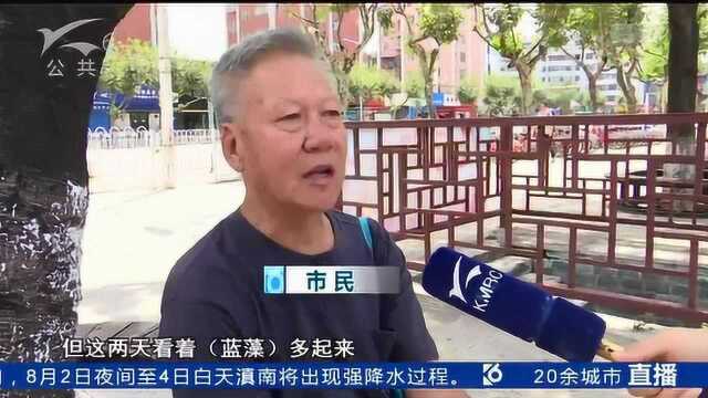 大观河内又现蓝藻 市民担心大面积爆发