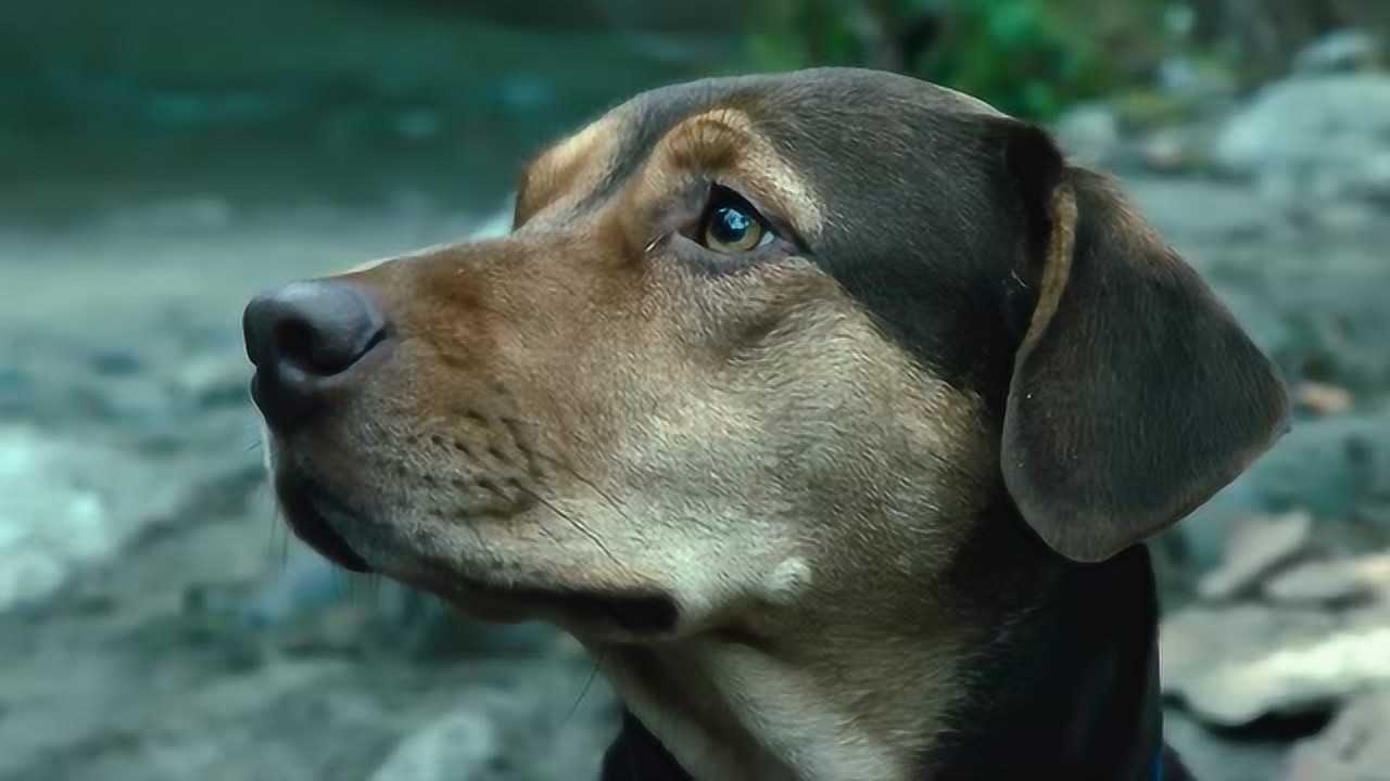 催泪电影《一条狗的回家路》狗狗为了寻找主人孤身穿越400英里