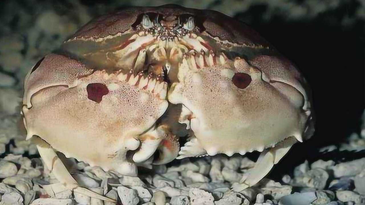 最没有尊严的"傻瓜蟹",渔民看到都懒得捡,全靠"替身"赚钱!