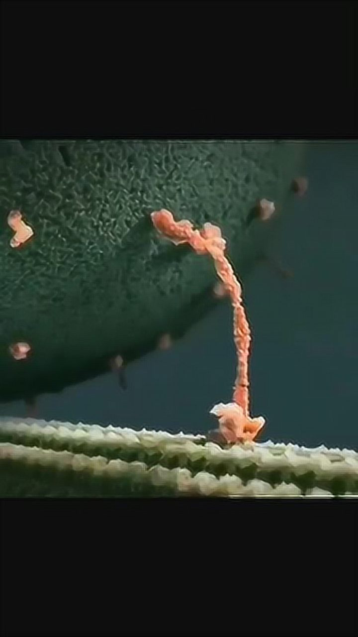 这是一个可爱的肌球蛋白, 拖着一个内啡肽, 走在一个单纤.