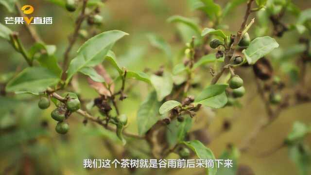 这是村里独此一棵的老茶树,上面采的茶叶成了“香饽饽”