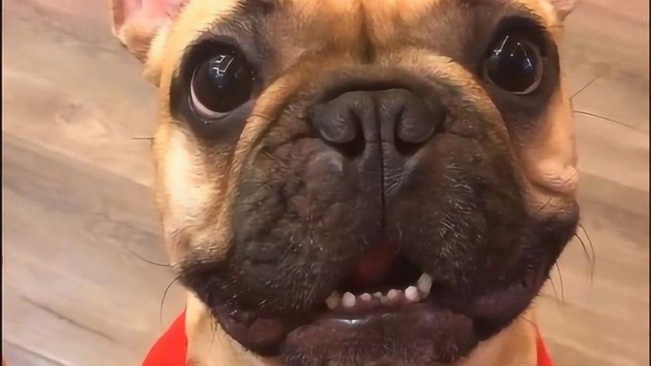 萌萌的小法斗,瞪大眼珠子向主人讨吃的,好可爱哦