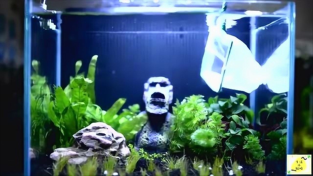 鱼缸水草种植教学,无过滤器,添点浮萍与清道夫即可达成生态循环