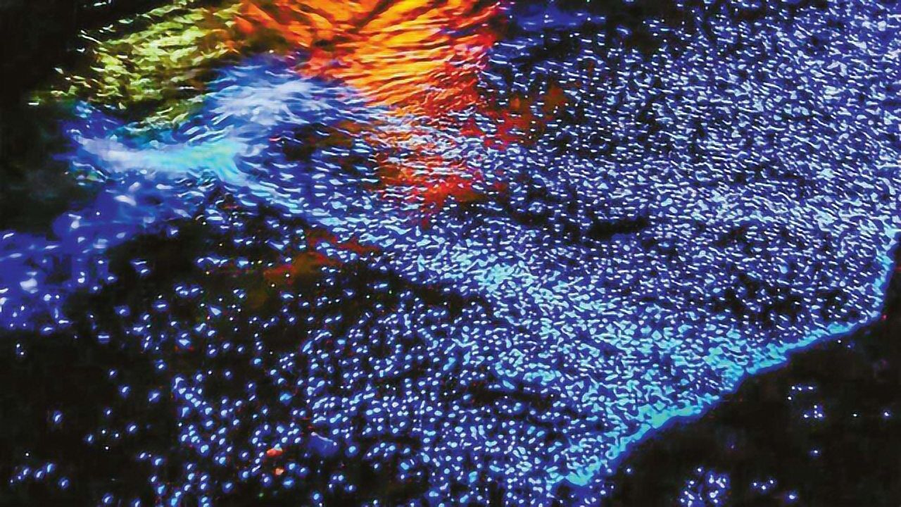 会发光的生物非常多,幸好有它们的存在,科学家能制造出现在的灯_高清1080P在线观看平台_腾讯视频