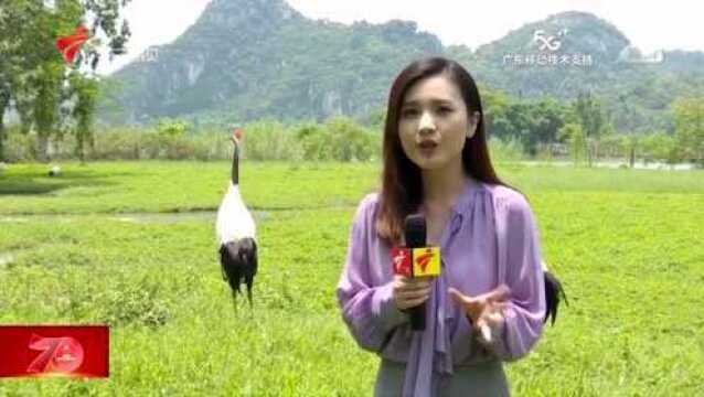 《飞越广东》肇庆篇带你看山水美景