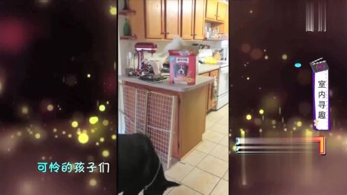 鹦鹉把仓鼠扔到滚轮里使劲摇,这是有多大的仇恨啊,笑死了_高清1080P在线观看平台_腾讯视频