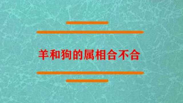 羊和狗的属相到底合不合?