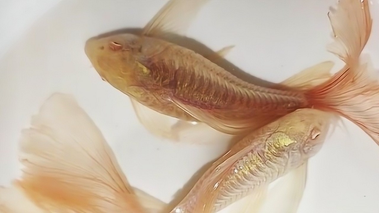 不常见的观赏鱼,经过人工培育的精品"白鼠仙子鱼",真美