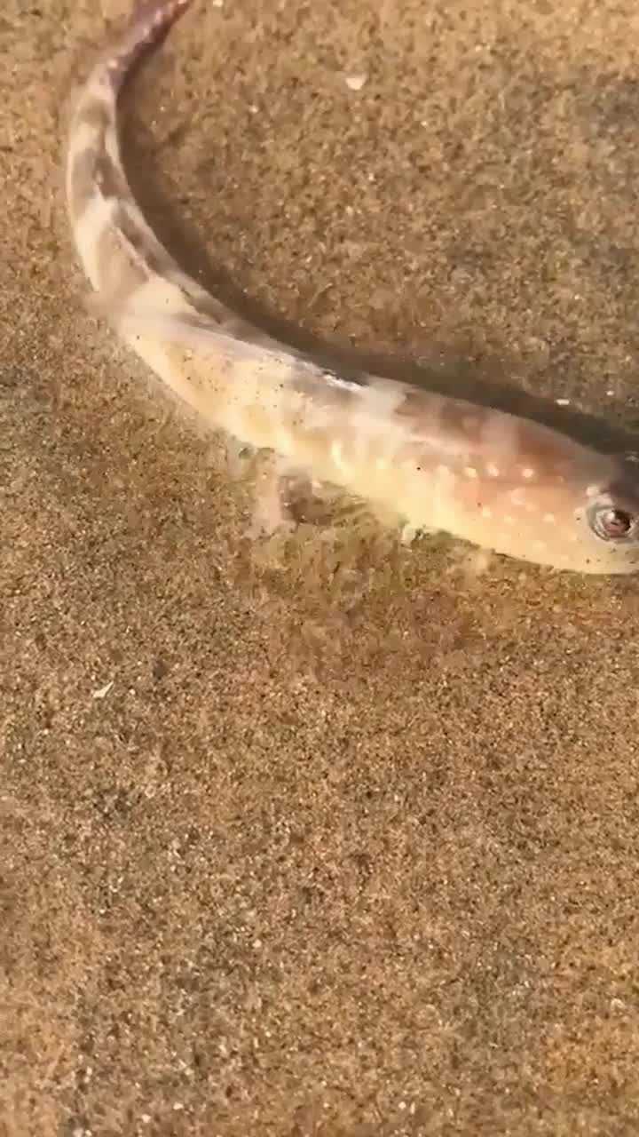 海边沙滩上的小鱼