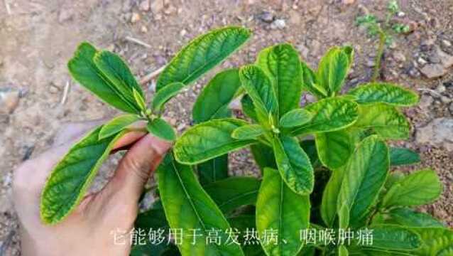 一植物叫“大青”,根茎叶药用价值高,咽喉肿痛、外伤管用