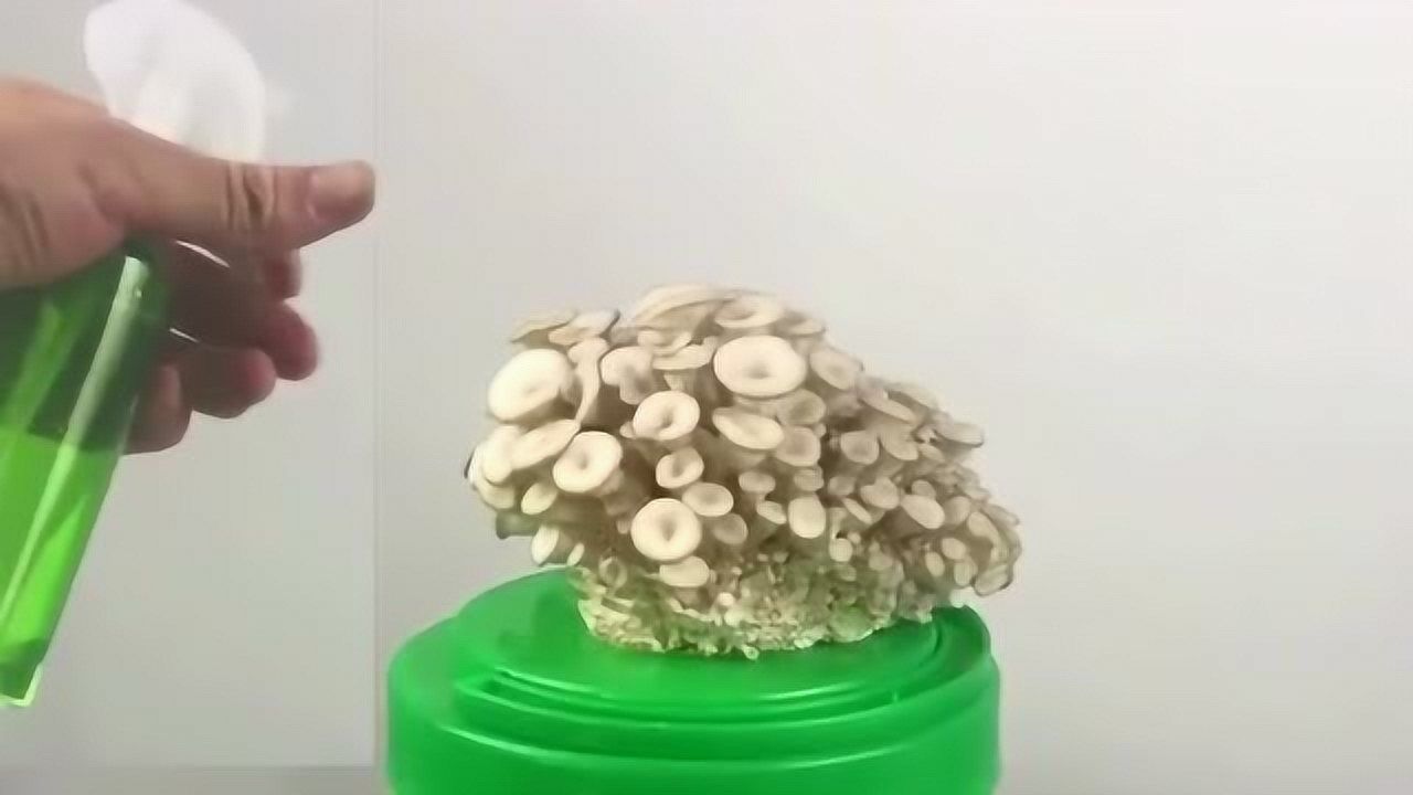 蘑菇生长周期的全过程，看完长见识了！_高清