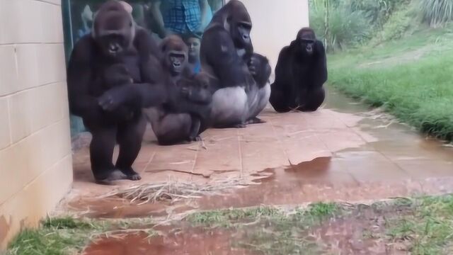 猩猩下雨天躲雨,一个个表情真是神了,网友:简直和人一模一样