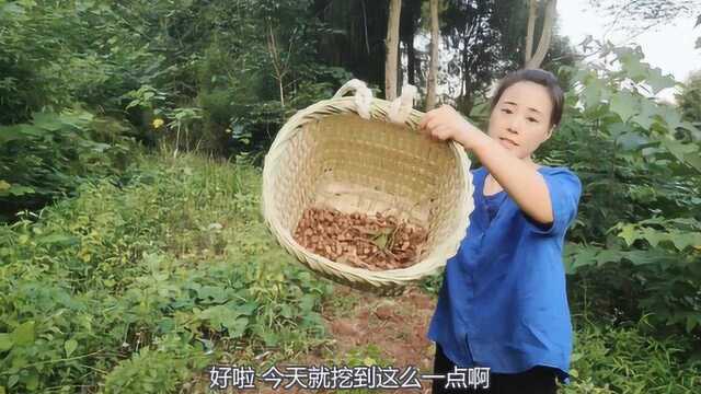 农村幺妹下地挖花生,中途挖到一种西医麻药,猜猜要卖多少钱一斤