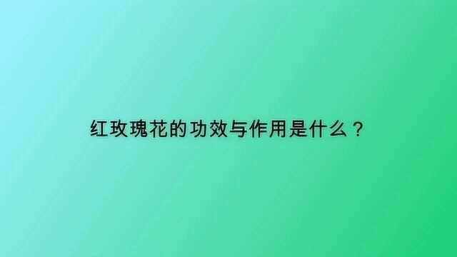 红玫瑰花的功效与作用是什么?