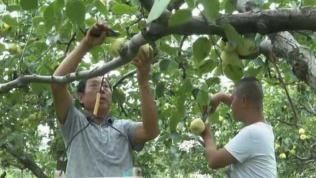 电商扶贫 酥梨先行——商丘市宇磊商贸助力梨农打开致富大门