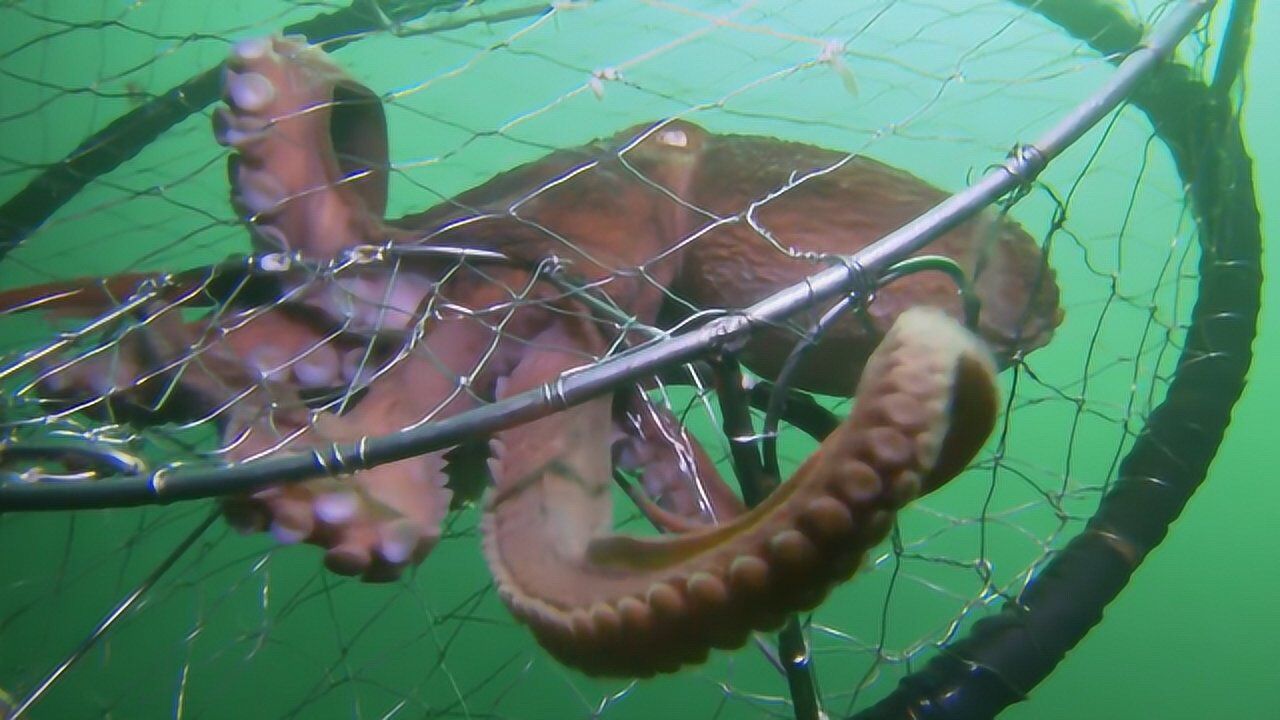 章鱼钻进铁笼子,意识中计后,反应令人震撼不已!