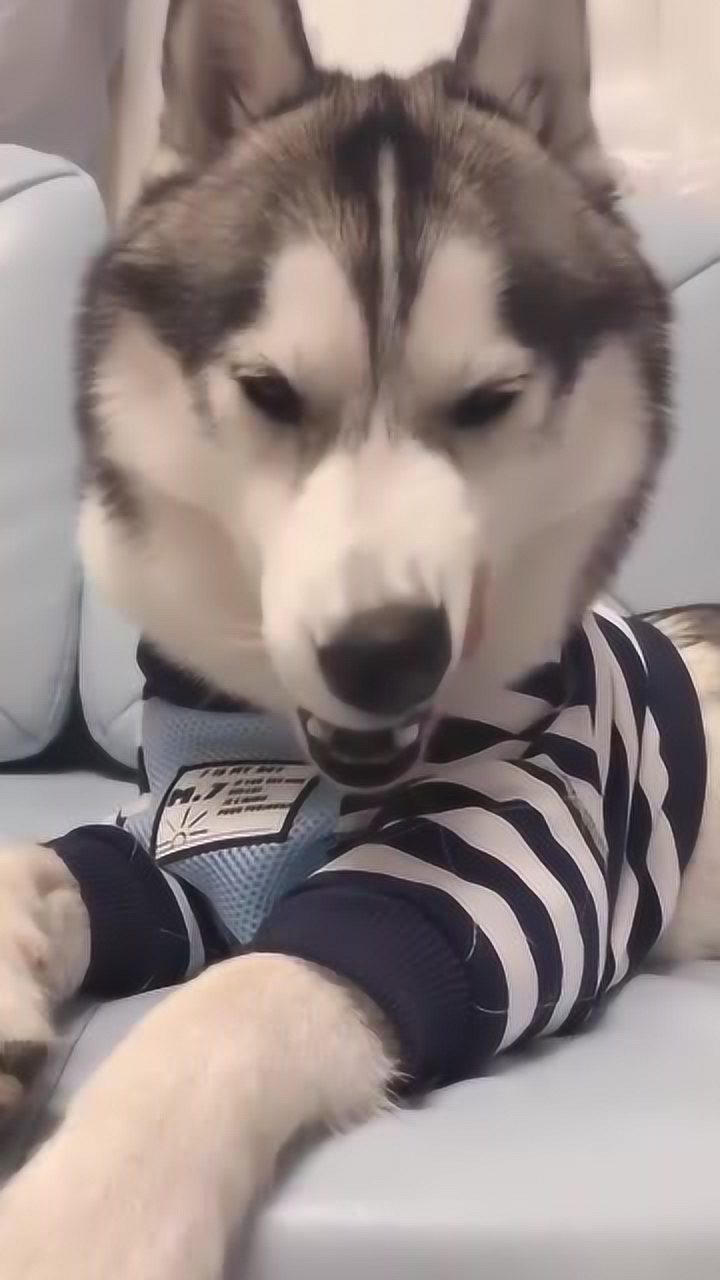 穿上衣服一脸郁闷的哈士奇,笑起来的那一刻,心都要萌化了