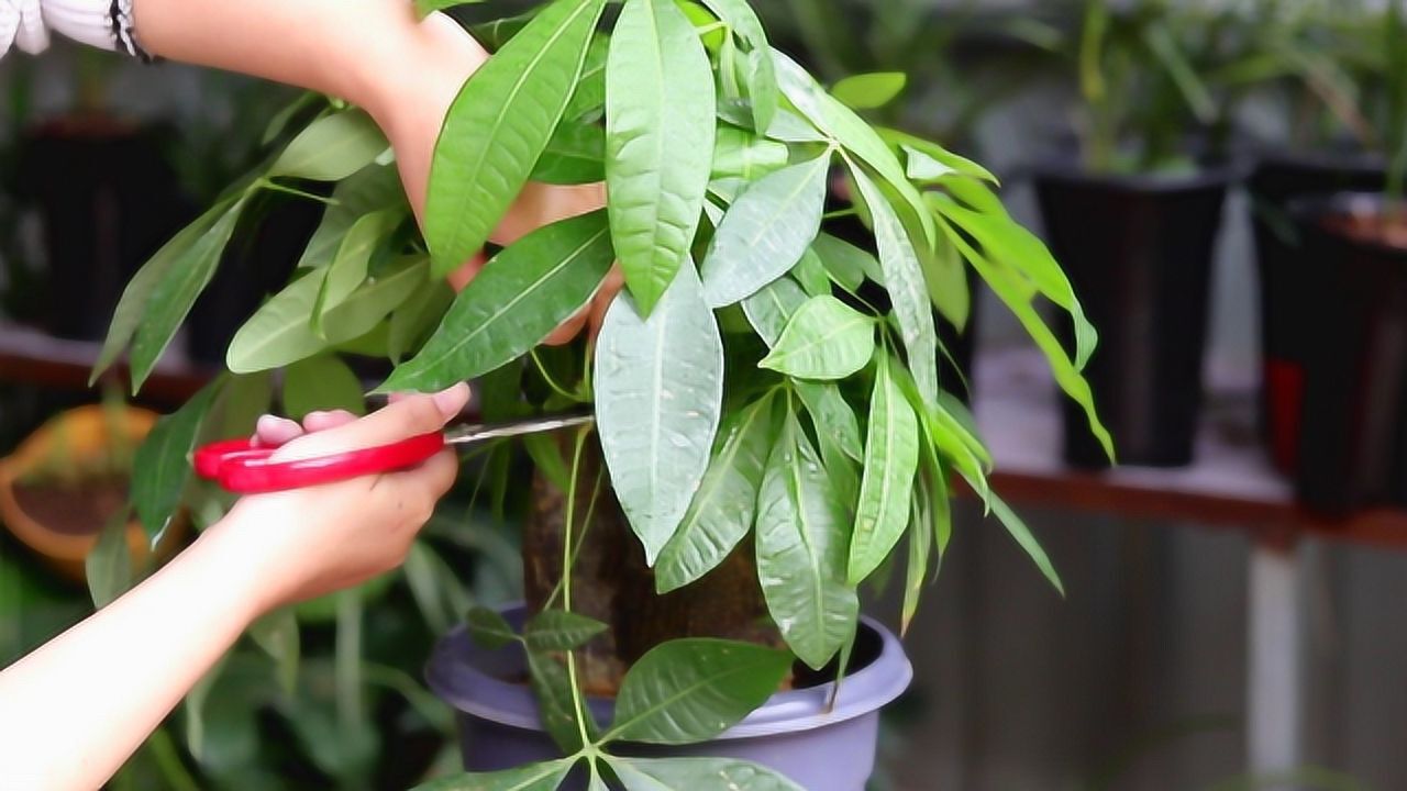 发财树这样修剪,简单快速,一看就会!