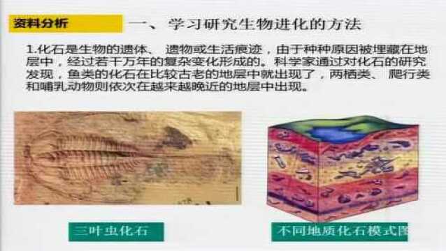 3.11八年级生物 第二节生物的进化历程