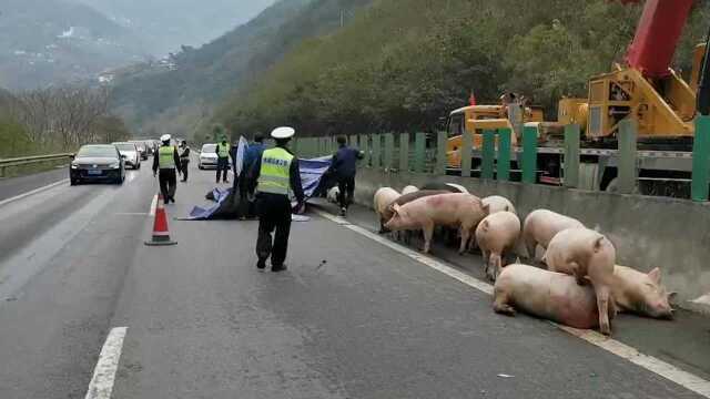 “二师兄”高速集体“大逃亡”昭通交警耗时4小时擒获