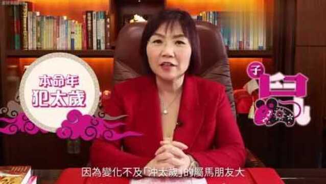 麦玲玲:讲解生肖2020鼠年十二生肖运程,鼠