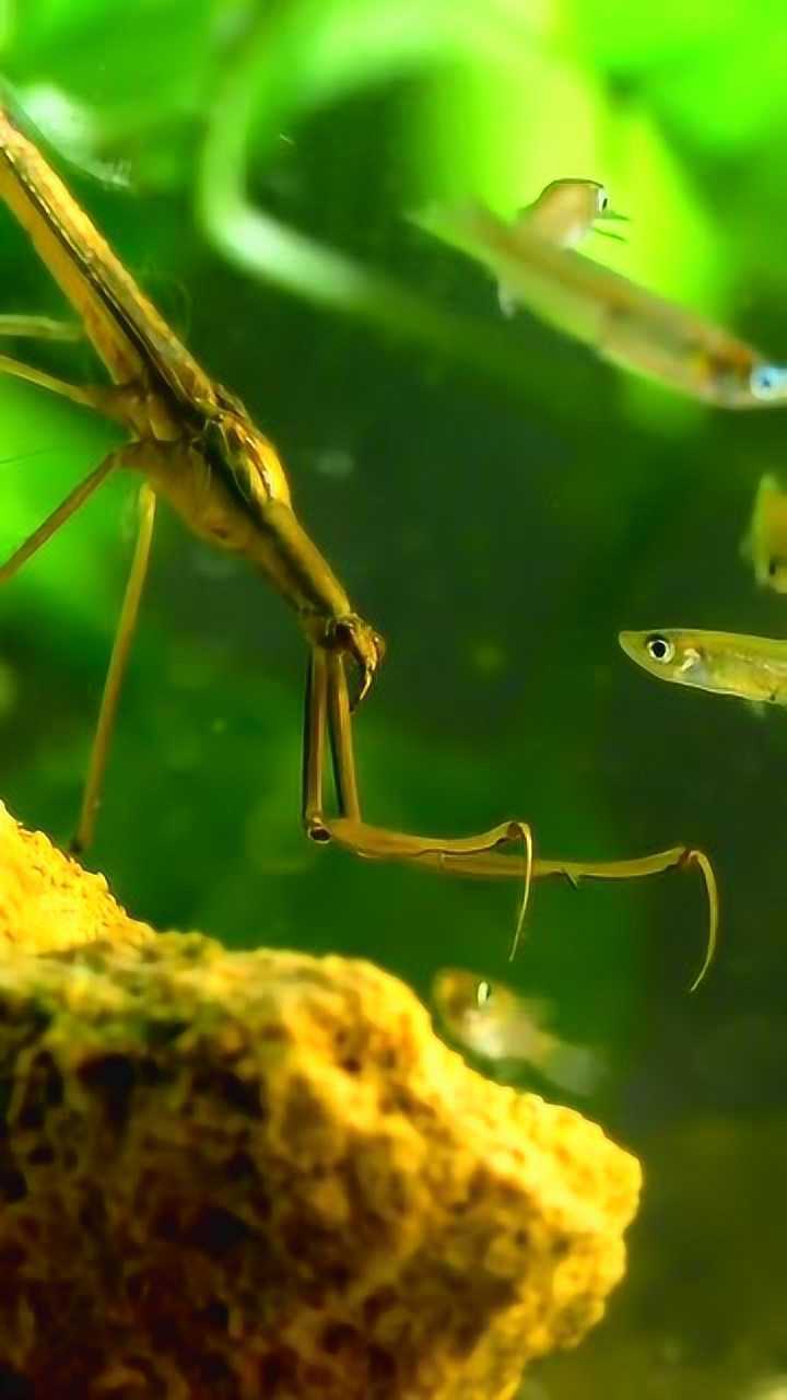 动物世界:水螳螂以守株待兔的形式,在水下捕食小鱼小虾!