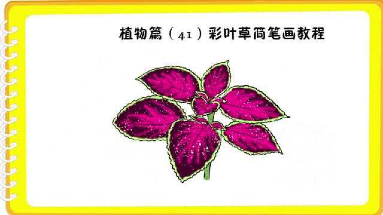 植物篇(41)彩叶草简笔画教程
